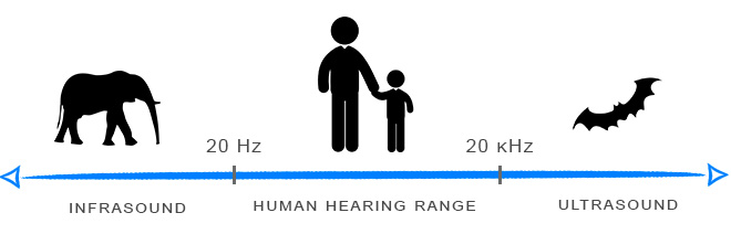 Human hearing range and Ultrasound. © BBC